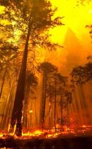 Klimaet i litteraturen