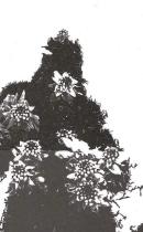 Udsnit af forsiden på Logan i Aokigahara af Nath Krause